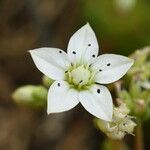Sedum hirsutum Fula