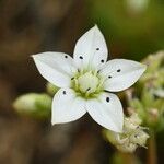 Sedum hirsutum Квітка