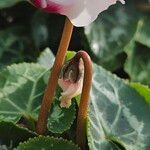 Cyclamen spp. Kôra