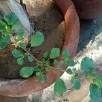 Trianthema portulacastrum Leaf