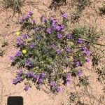 Verbena aristigera Flower