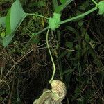 Aristolochia labiata Floare