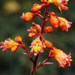 Heuchera sanguinea Цветок