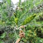 Adenocarpus decorticans Fruit