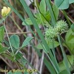 Medicago murex Hábito