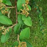 Cotoneaster pannosus Folha