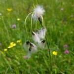 Eriophorum latifolium Žiedas