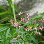 Galium rubrum Цвят