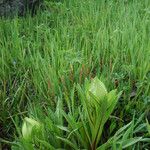 Saussurea obvallata Habit