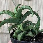 Aloe castilloniae Ліст