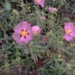 Cistus × purpureus Kvet
