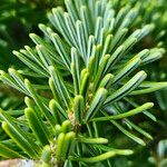 Abies nordmanniana برگ