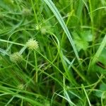 Cyperus brevifolius ഇല