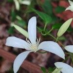 Clematis pubescens Lorea