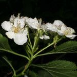 Crataegus harbisonii Flower