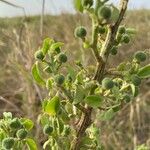 Euphorbia crotonoides Fruitua