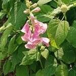 Digitalis thapsi Kwiat