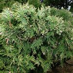 Thuja occidentalis Blatt