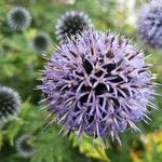 Echinops bannaticusফুল