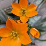 Ornithogalum dubium Λουλούδι