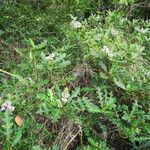 Acanthus ilicifolius Habit