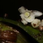 Ancistrorhynchus tenuicaulis Flower