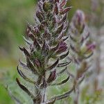 Pedicularis comosa Virág