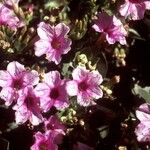 Mirabilis multiflora Хабит