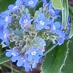 Cynoglottis barrelieri Flower