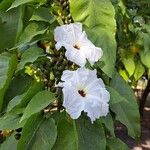 Ipomoea arborescens Flower