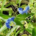 Commelina virginica Кветка