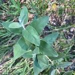 Elaeagnus angustifolia Fulla
