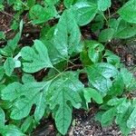 Sassafras albidum List