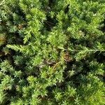 Juniperus rigida Blatt