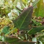 Atriplex glabriuscula Folha