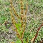 Rumex obtusifoliusΦύλλο