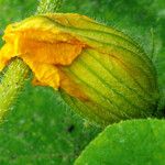 Cucurbita maxima Flor