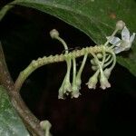 Solanum rovirosanum Іншае