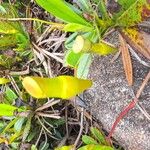 Nepenthes pervillei Other