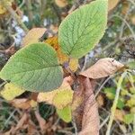 Viburnum lantanaList