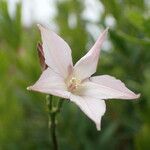 Convolvulus farinosus Blüte