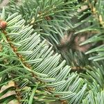 Abies cephalonica Leaf