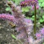 Astilbe rubra Cvet