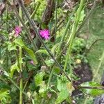 Silene dioica Leaf