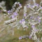 Limonium bellidifolium Fleur