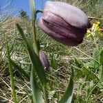 Fritillaria tubaeformis Leht