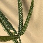 Eleusine indica Flor