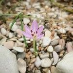 Colchicum cupanii Квітка