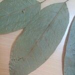 Protium apiculatum Leaf