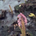 Mourera fluviatilis Flower